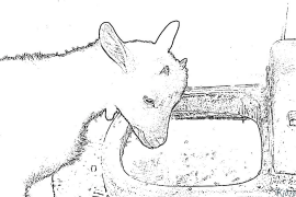goat Shafukan Masu Launi Da Ake Bugawa